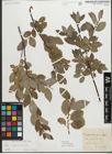 Foto von Salix myrsinifolia Salisb.